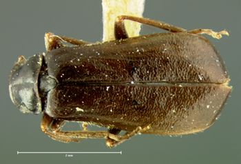 Media type: image;   Entomology 3392 Aspect: habitus dorsal view